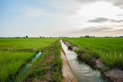 Scenic view of stream amidst field against sky