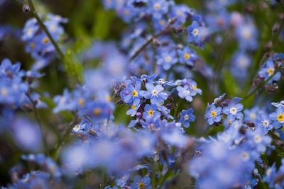 Close-up of purple flowering plant