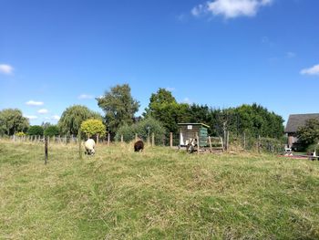Trees on grassy field