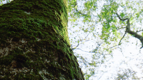 Low angle view of tree trunk