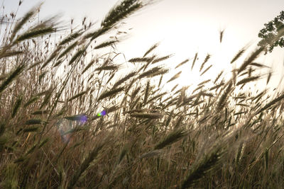 Close-up of crops on field against sky