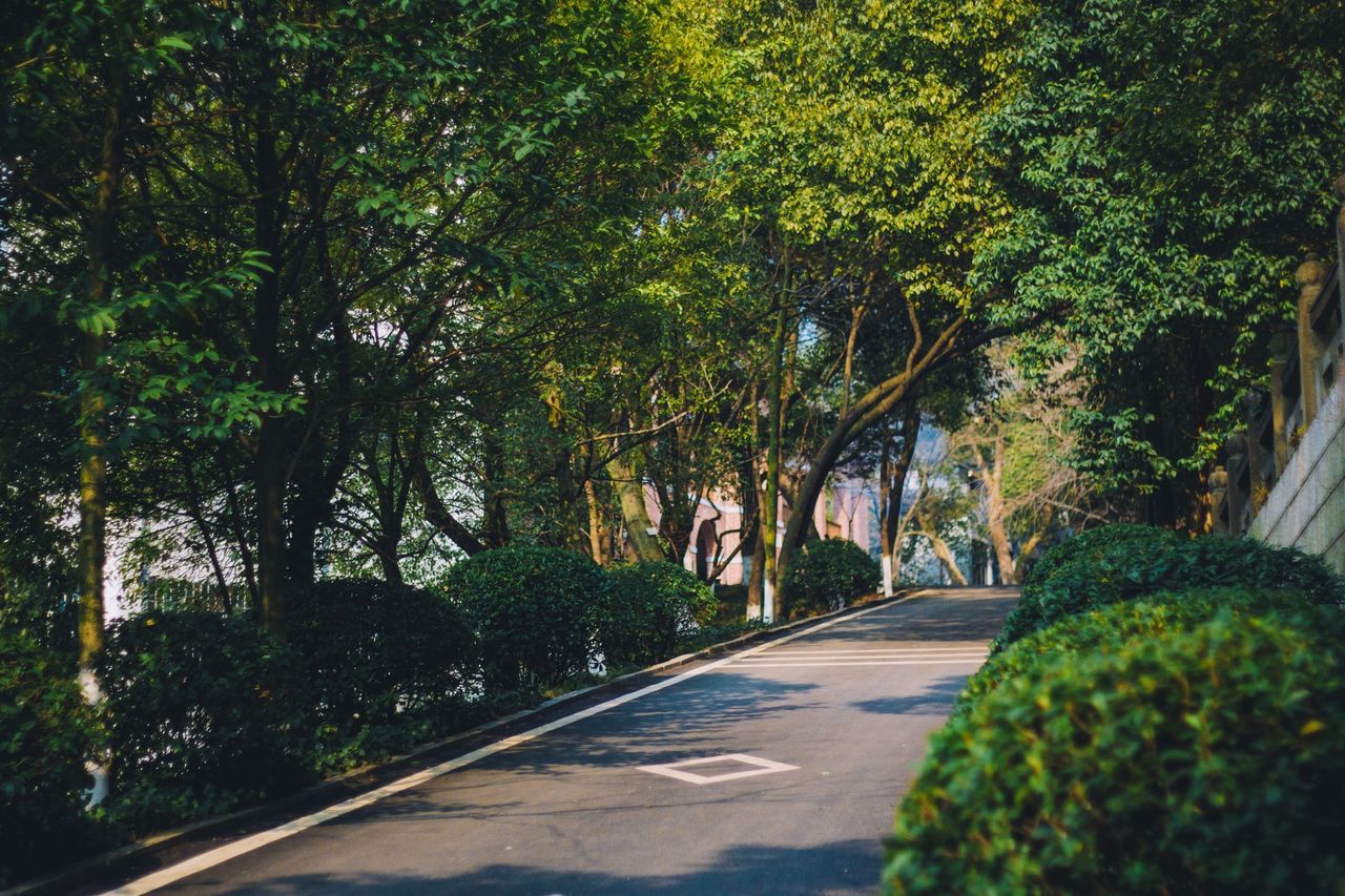 tree, the way forward, transportation, road, diminishing perspective, growth, street, vanishing point, green color, sunlight, nature, empty road, treelined, road marking, outdoors, long, day, no people, footpath, plant