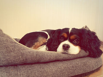 Close-up of dog sleeping on sofa at home