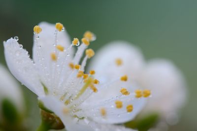Close-up of fresh wet white flower