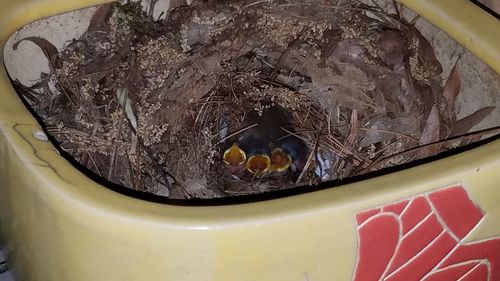 High angle view of crab in bowl