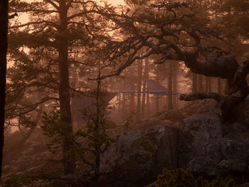 Trees in forest