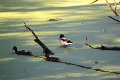 High angle view of ducks swimming on lake