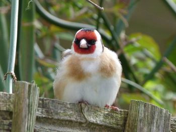 Close-up of an animal