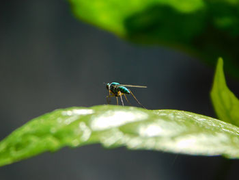 Close-up of insect on leaf