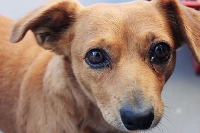 Close-up portrait of dog