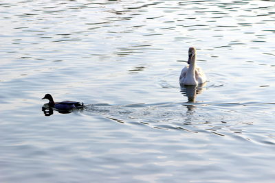 View of birds swimming in lake