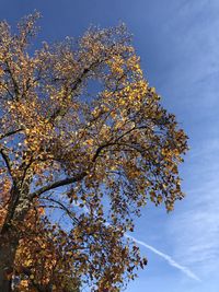 Low angle view of flowering tree against blue sky