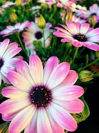 Close-up of pink flower