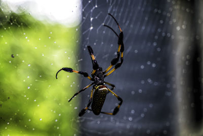 Close-up of spider