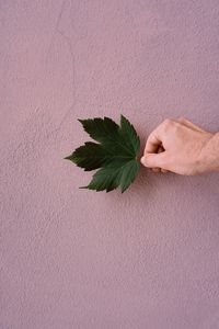 Person holding leaf against wall