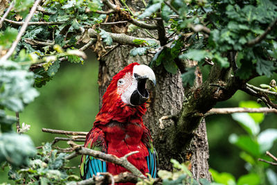 Close-up of parrot perching on tree