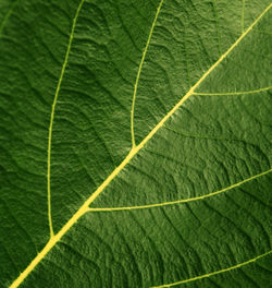 Full frame shot of leaf