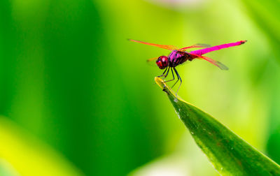 Close-up of insect on plant