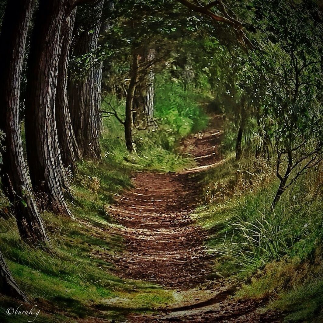 the way forward, tree, diminishing perspective, vanishing point, dirt road, growth, tranquility, transportation, forest, nature, pathway, tranquil scene, footpath, narrow, landscape, plant, green color, walkway, long, outdoors