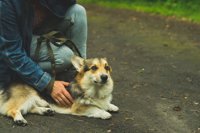 Corgi welsh pembroke in the summer with its owner