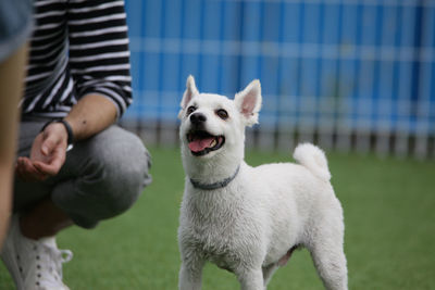 Full length of dog with dogs on grass