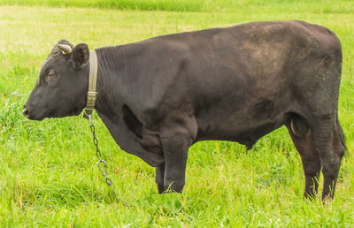 Cow standing in a field