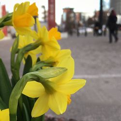 Close-up of yellow flower