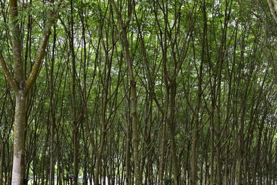 Full frame shot of bamboo trees in forest