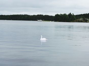 Swan on lake against sky