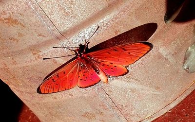 Close-up of butterfly