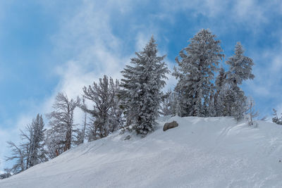 Trees on snow covered hills against sky