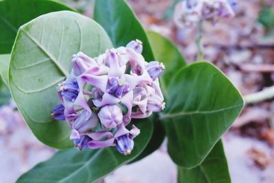 Close-up of purple flowering plant leaves