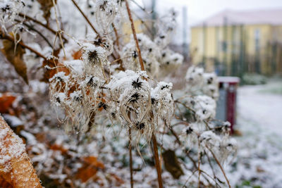 Close-up of snow on tree during winter