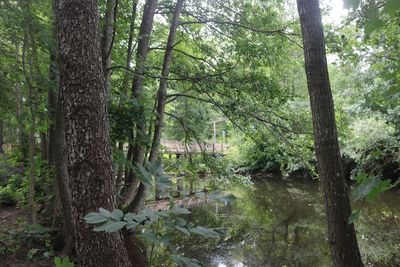 Trees in forest