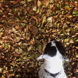 High angle view of a dog