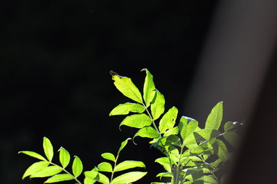 Close-up of leaves