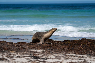 Elephant on the beach