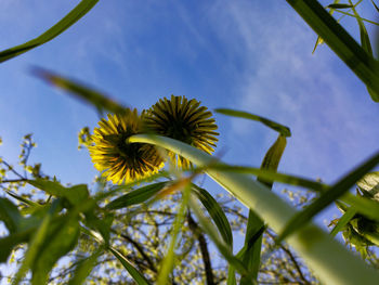 Low angle view of flowering plant against sky