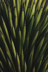 Full frame shot of plants