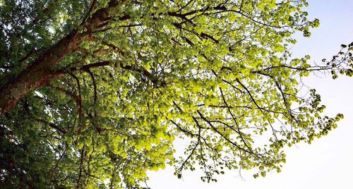 Low angle view of tree against sky