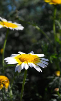 Close-up of yellow flower blooming outdoors