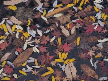 High angle view of autumn leaves