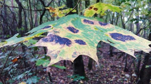 Close-up of leaves on tree trunk in forest