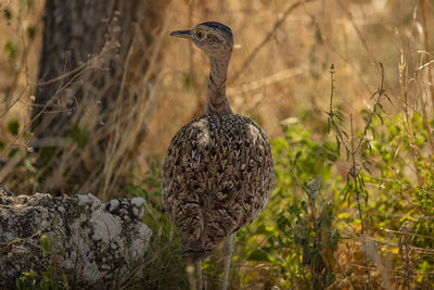 Rear view of bird perching on a field