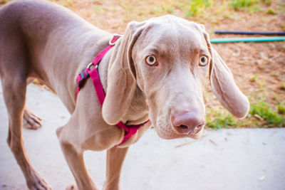 Close-up of dog