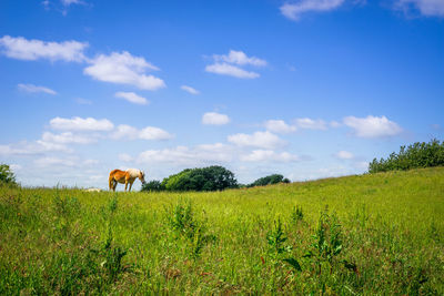 Horses in a field