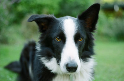Close-up portrait of dog on field