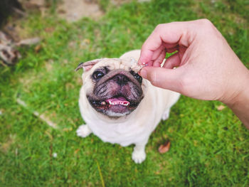 Cropped hand holding dog