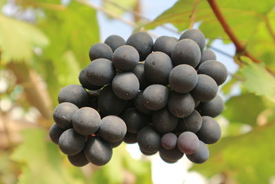 Close-up of grapes growing in vineyard