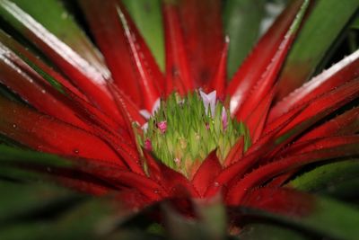 Close-up of wet red flower